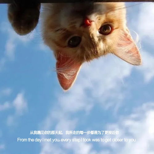 头像ins风带猫咪