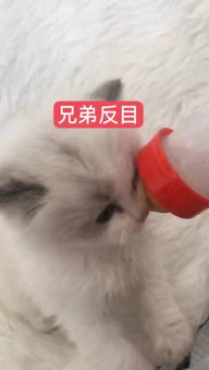 宠爱布偶猫快手直播