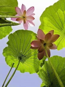 大暑心静如水,莲花自开