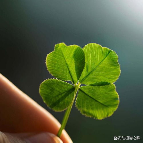 四叶草的花语是什么了解它背后的深刻寓意