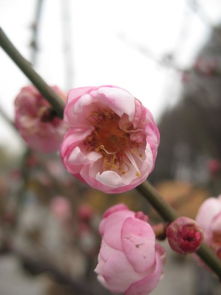 遨游东湖梅花节,怎赖不仕梅花开遨游仕评测