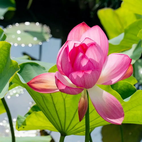 夜读丨祝你荷荷美美,好运莲莲
