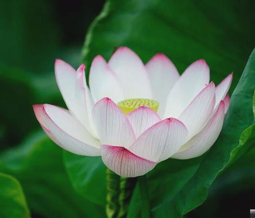 一日一花一诗赵州禅师从谂因莲花有颂诗词赏析