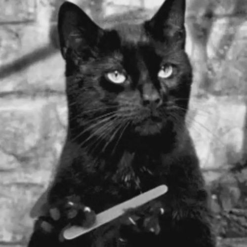猫咪头像ins高级质感欧拉