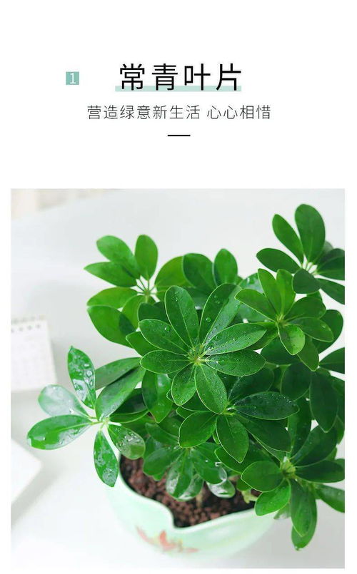 最旺财的微信头像七叶莲
