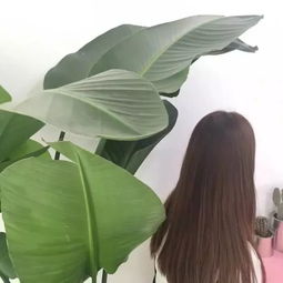 女生头像,背影系列