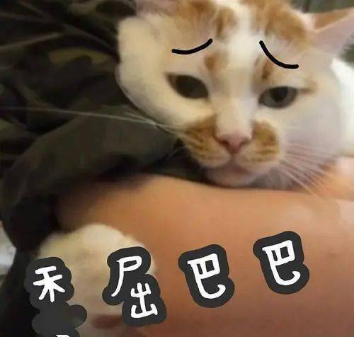 如何解决猫咪随地大小便的问题