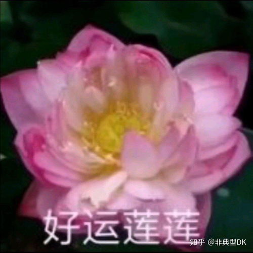 有哪些中老年女性适合的头像