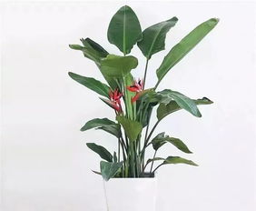 花小钱来的高级感,ins网红拍照必备这10样宝贝