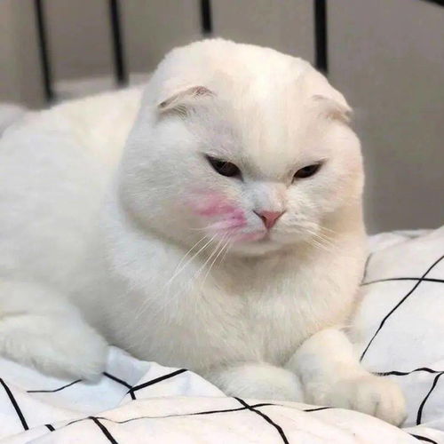 超火抖音头像