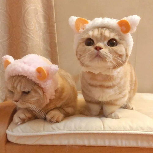 猫猫头像ins高级质感情侣头像