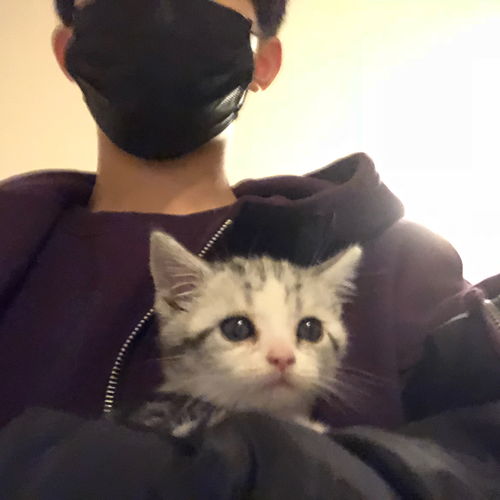 猫咪头像ins高级质感动漫