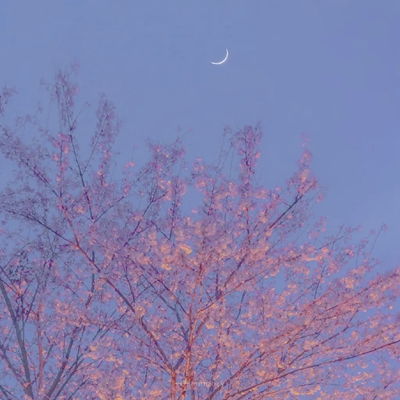 2023最新唯美树木花朵风景头像