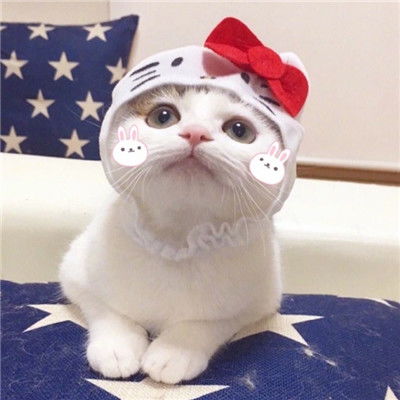 猫咪头像ins高级质感朋克