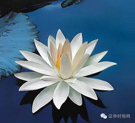 只剩4小时欣泰将暂停上市这种风险股千万别碰