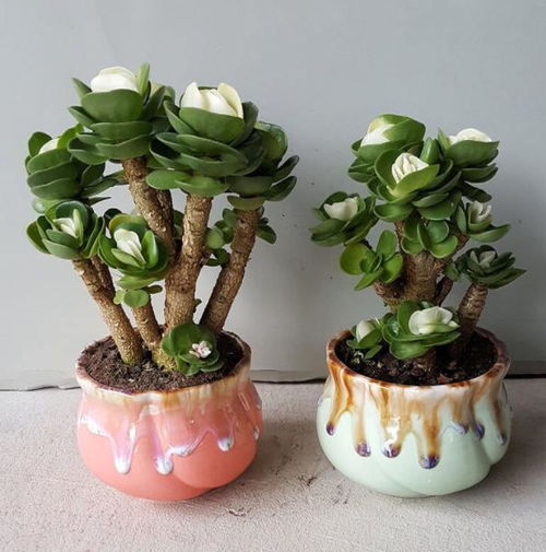 6种自己带钱的漂亮花,皮实好养招财吉祥,摆在家里上档次