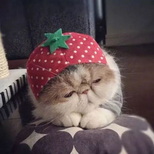 猫头像可爱微信头像吸猫