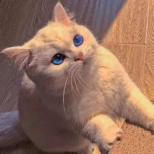 这只小白猫的蓝眼睛好漂亮