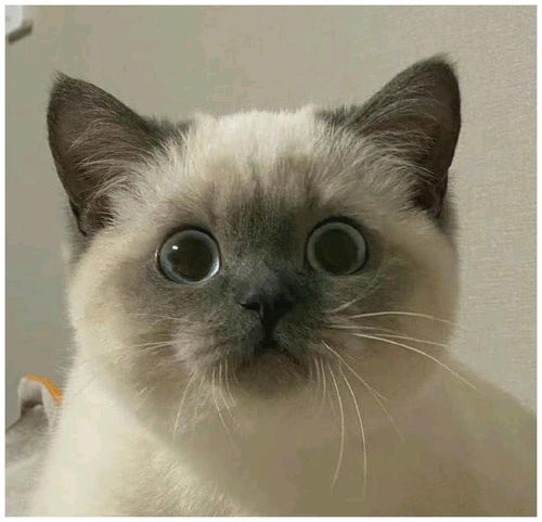 变冷啦,小猫咪也要开始保暖啦