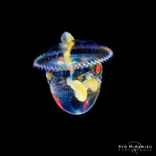 摄影师用30年时间,拍摄稀有的深海生物,老渔民都叫不上名来