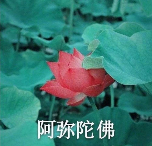 怎样分辨真假壶妹