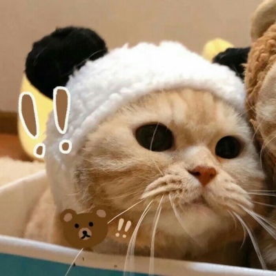 猫头像可爱微信头像情头