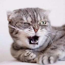猫猫头像ins高级质感男生