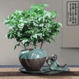 奇梅花道确认过眼神,会是你们喜欢的ins风绿植了