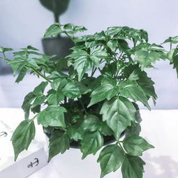 奇梅花道确认过眼神,会是你们喜欢的ins风绿植了