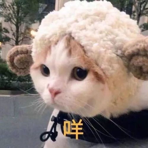 可爱小猫表情包你是猪,我不要理你