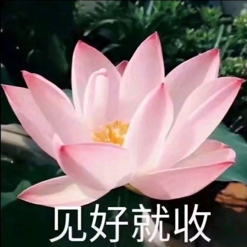 你担有糊且爱蹭的舍友真的很难受,谁懂热赞变化有趣