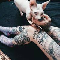 斯芬克斯猫穿西服头像微信头像图片大全