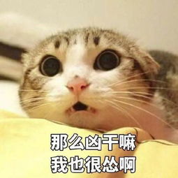 猫咪头像ins高级质感表情包