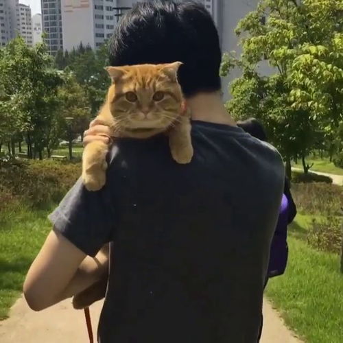 一家三口一起出去散步,猫咪和女主人和男主人