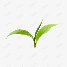 绿色的茶叶素材图片免费下载高清png千库网图片编号8611897