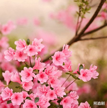 这几个生肖好运不断来,日子过得很舒坦