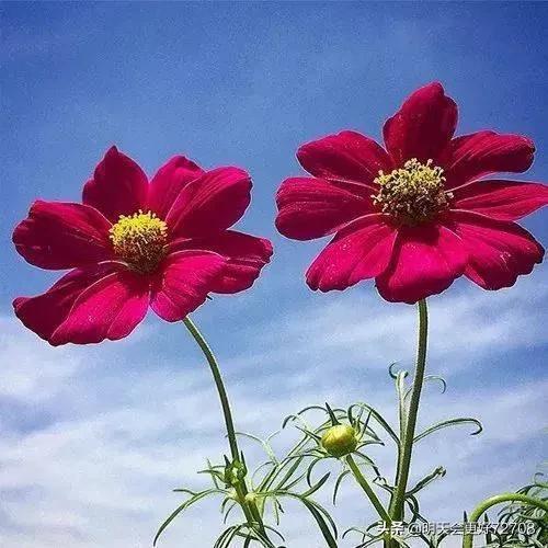 分享图片吉祥好运漂亮的花朵
