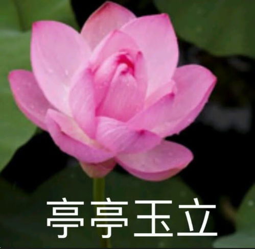 无标题