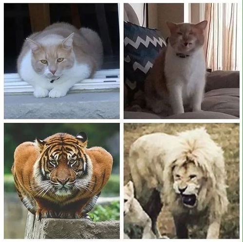 大小猫咪,简直一模一样