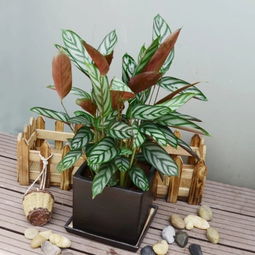 奇梅花道确认过眼神,会是你们喜欢的ins风绿植了
