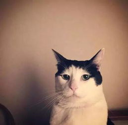 这猫整天就是一幅蓝瘦香菇的脸,让人看后一秒就想拿它做头像了...