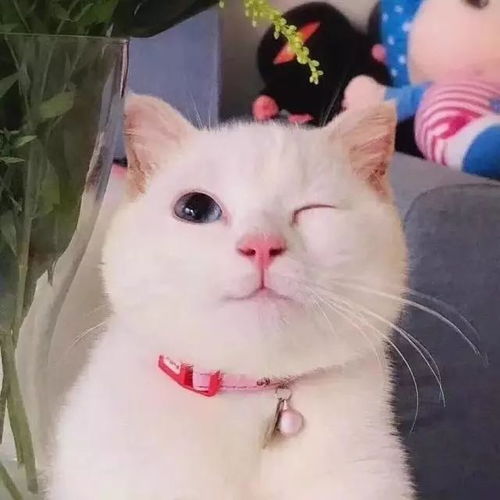 头像今日,宜吸猫