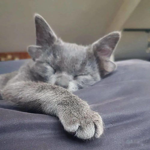 四耳猫咪成ins新明星