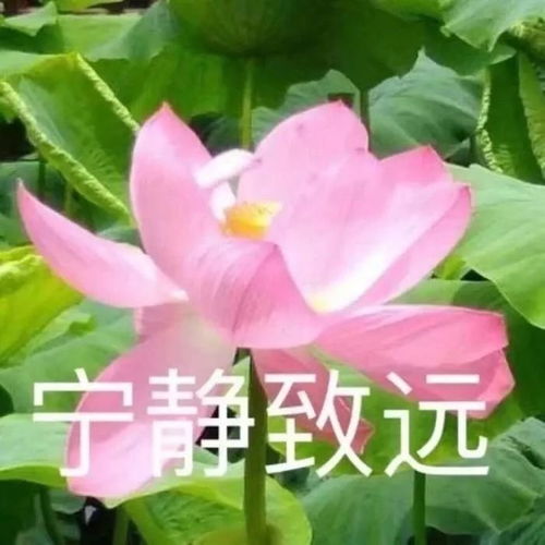 情人节都是你们的,毁灭吧,赶紧的