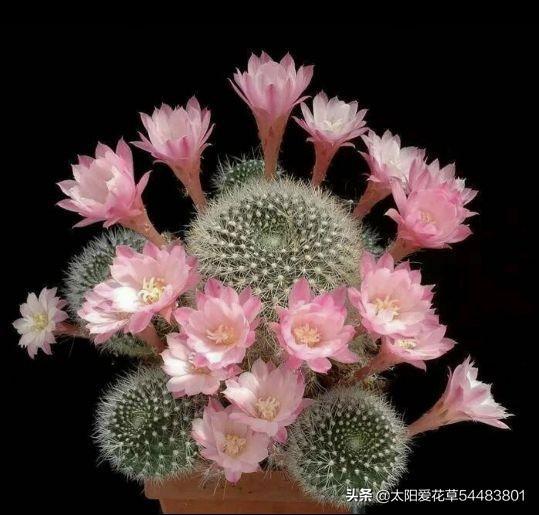全民公认,天热值得入手的8种花,粗放管理开花贼漂亮
