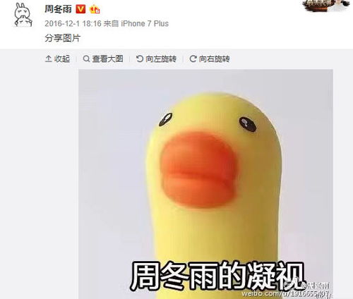 马思纯烈日下暴晒,却为小鸭子扇风,网友吐槽别扇了不是周冬雨