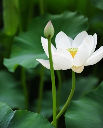 进入3月底,4属相运势如虹,事业更顺利,未来生活衣食无忧
