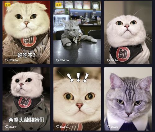 它经济作用下,宠物赛道内容井喷