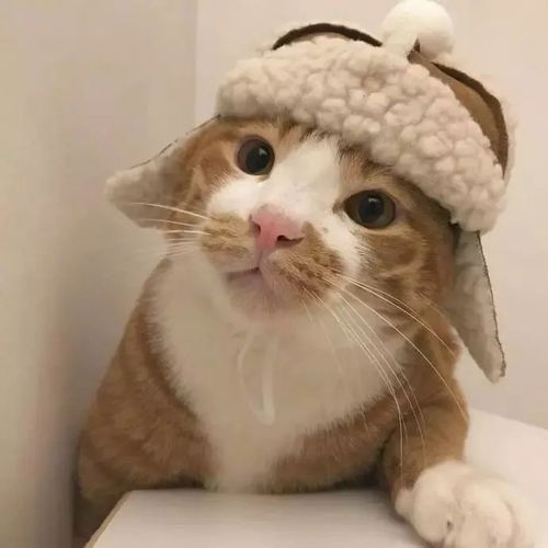 猫头像可爱微信头像橘猫