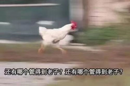 南抖音北快手,你是抖音派,还是快手派